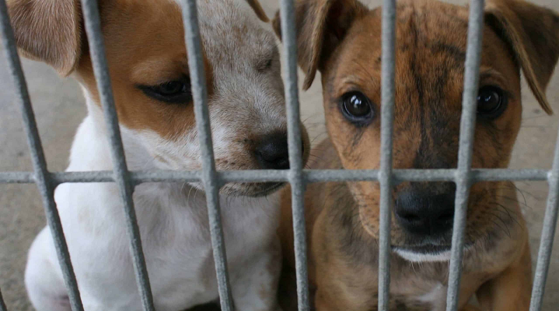 Aprueban ordenanza para protección animal en municipio Plaza de Miranda