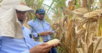Más de 36 mil hectáreas de cereales cosechará Asociación de Productores de Portuguesa