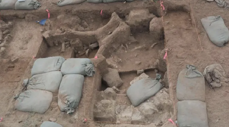 Paleontólogo encuentra en el patio de su casa fósiles de un mamut y su cría