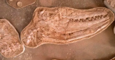 Descubren restos de un enorme lagarto marino