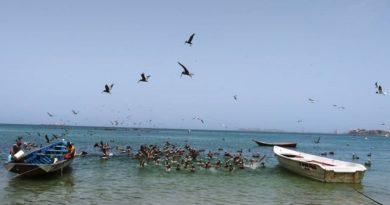 Realizan Muestreo a una calada de Sardina en el puerto de Zaragoza en Nueva Esparta