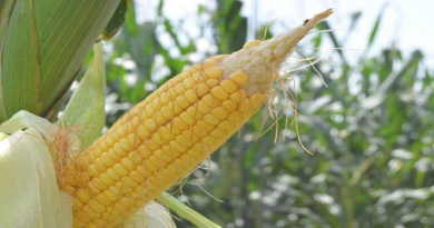 En Guárico dinamizan sistemas productivos para impulsar agricultura nacional
