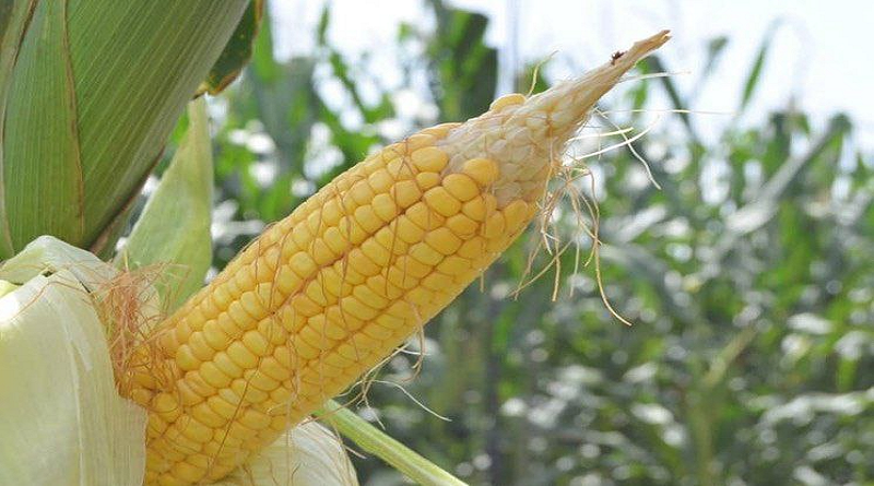 En Guárico dinamizan sistemas productivos para impulsar agricultura nacional