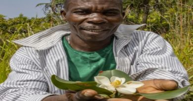 Descubren una especie de magnolia que se creía extinta
