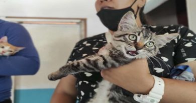 Misión Nevado activa jornada de atención veterinaria integral en Guatire