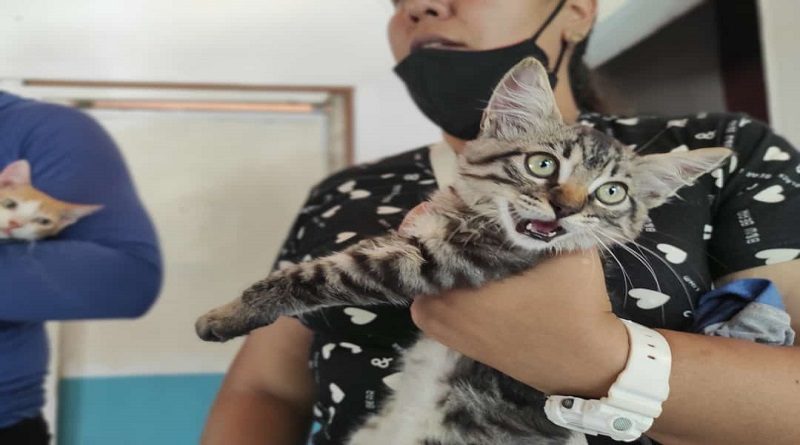 Misión Nevado activa jornada de atención veterinaria integral en Guatire