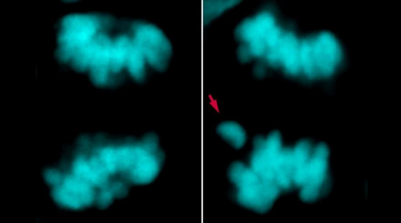 Revelan diferencia entre cerebro de humanos modernos y sus antepasados