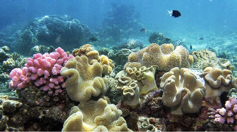 Australia protege Gran Barrera de Coral con medida energética