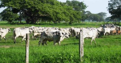 Desarrollan ganadería regenerativa en Lara para mitigar efecto del cambio climático