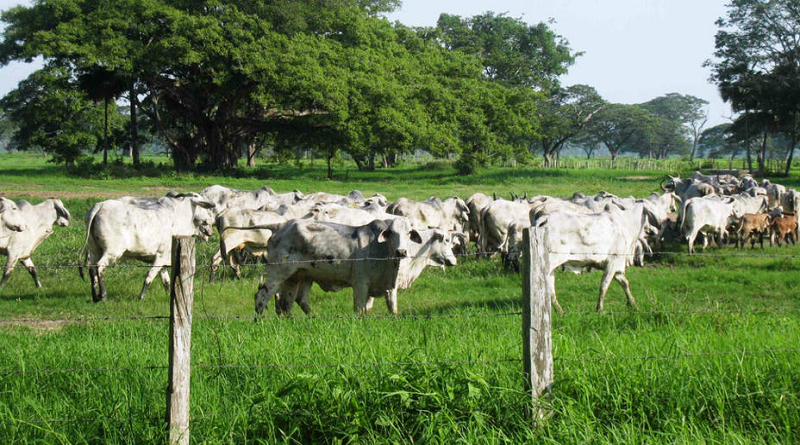 Desarrollan ganadería regenerativa en Lara para mitigar efecto del cambio climático