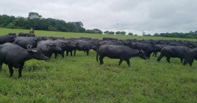Empresa Lácteos “Bufalinda” produce 7 mil 500 litros de leche diario en Maturín