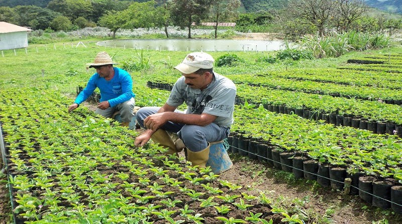 Unidad Productiva "Picapica" de Aragua impulsa las hortalizas para la comercialización