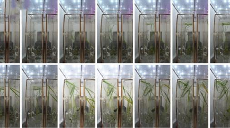 Germinan con éxito plantas en laboratorio espacial de China