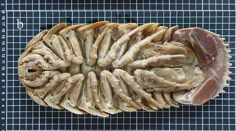 Identifican nueva especie de isópodo gigante de 26 en Golfo de México