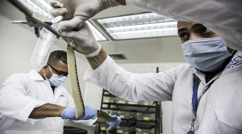 Investigadores venezolanos desarrollan antídotos para neutralizar veneno por mordedura de serpientes