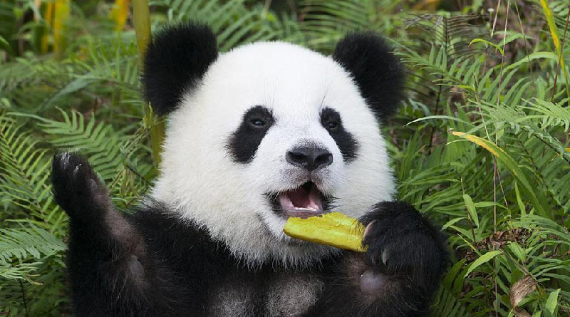 Cámara infrarroja capta imágenes de panda gigante salvaje en Sichuan