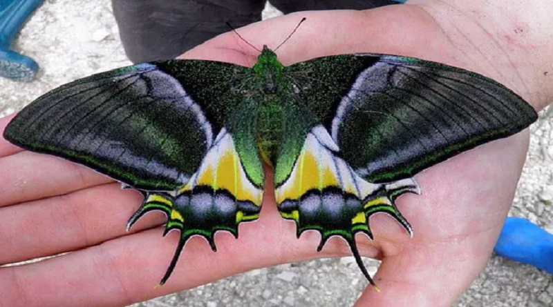 Reserva natural china logra cría artificial de rara variedad de mariposa