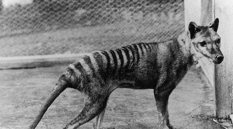 El Tigre de Tasmania se extinguió en 1936. (Sputnik Mundo /Foto : Museo Nacional de Australia)