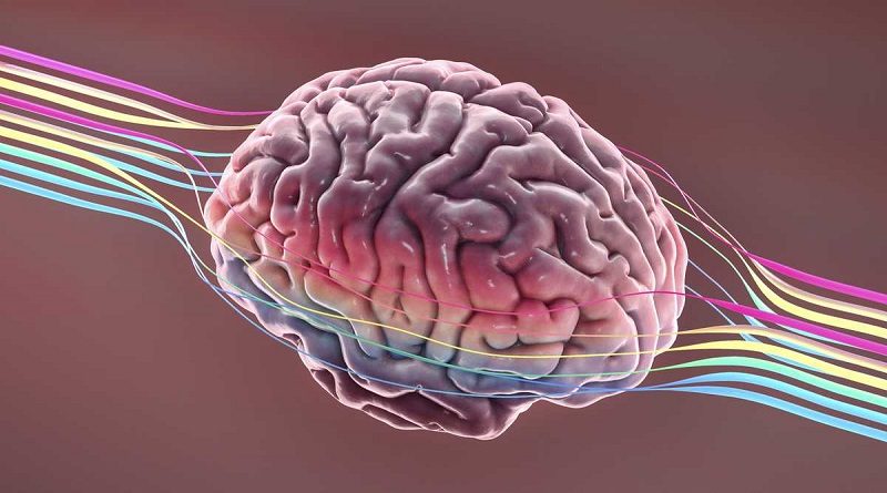 Conoce cuál es el alimento que afectan el sistema cognitivo