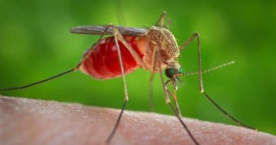 Contagios en Italia aumentan en 53% por Virus del Nilo Occidental