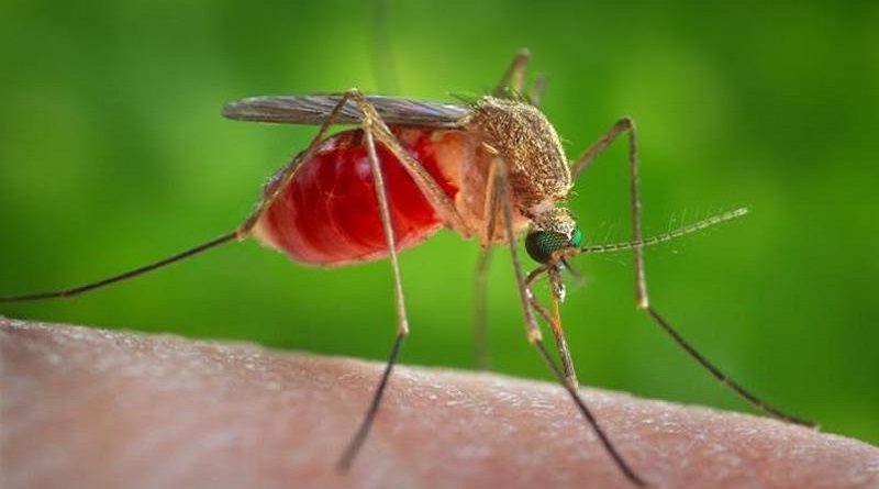 Contagios en Italia aumentan en 53% por Virus del Nilo Occidental