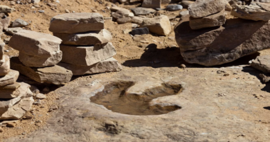 Descubren fósil de un pequeño dinosaurio que vivió hace 100 millones de años