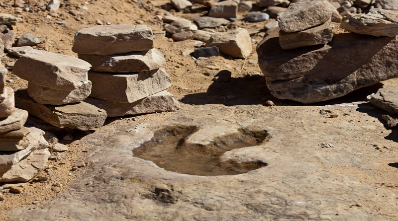Descubren fósil de un pequeño dinosaurio que vivió hace 100 millones de años