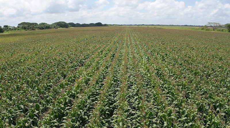 Guárico alcanza récord de siembra con más de 254 mil hectáreas de maíz del ciclo invierno 2022
