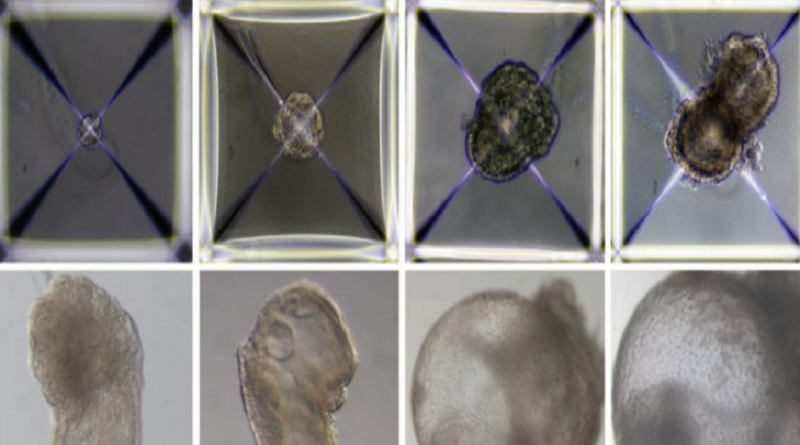 Cultivan embriones artificiales sin espermatozoides y óvulos