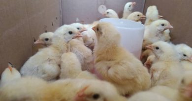 Entregan segundo lote de pollos de engorde a 20 productores en Amazonas