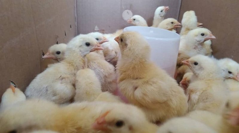 Entregan segundo lote de pollos de engorde a 20 productores en Amazonas
