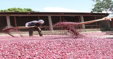 Plan piloto de producción de semillas de Frijol﻿ inicia en Barinas