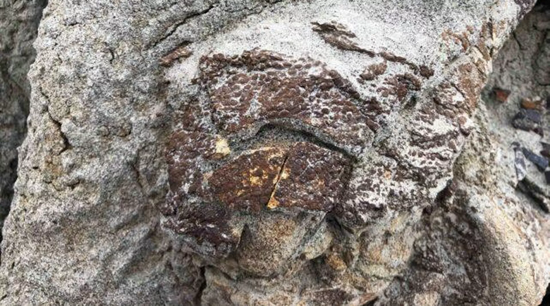 Científicos afirman haber encontrado una rara momia de dinosaurio con piel fosilizada