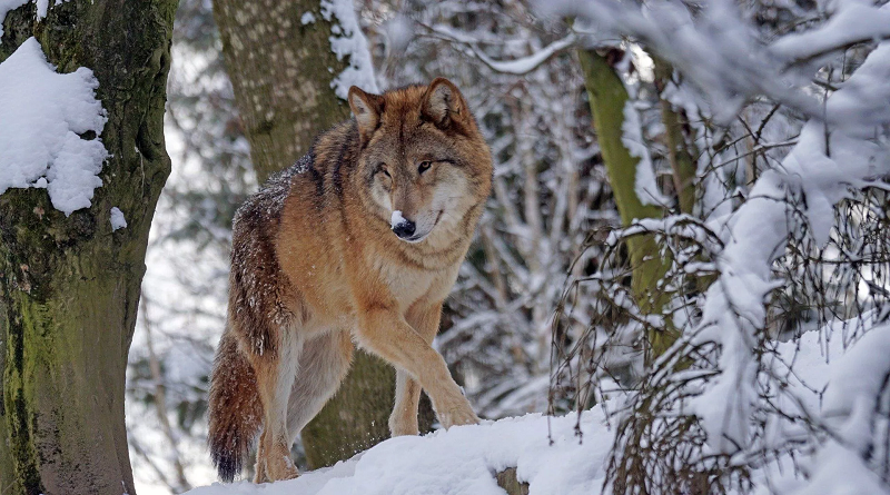 Científicos chinos clonan un lobo ártico