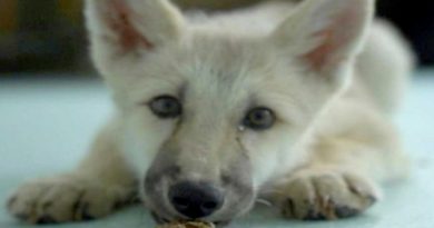 Nace en China segundo lobo ártico por clonación