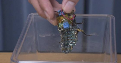 Desarrollan insecto cíborg para misiones de rescate en Japón