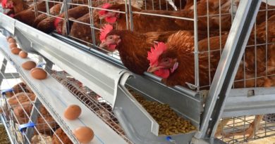 Producción contribuye a la soberanía alimentaria en Guárico