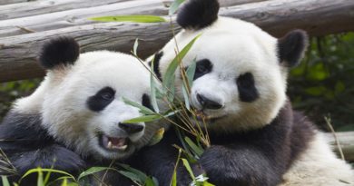 Presentan al público a cachorros de panda gigante en base de cría de China