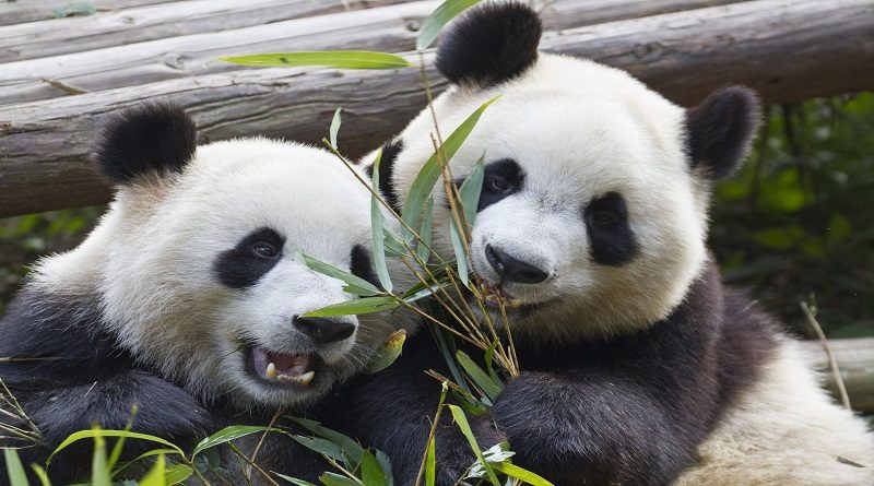 Presentan al público a cachorros de panda gigante en base de cría de China