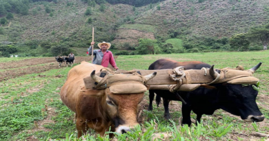 ESPECIAL: Comuneros de Carache en Trujillo impulsan aparato productivo de Venezuela