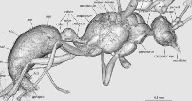 Descubren una especie de hormiga extinta en África