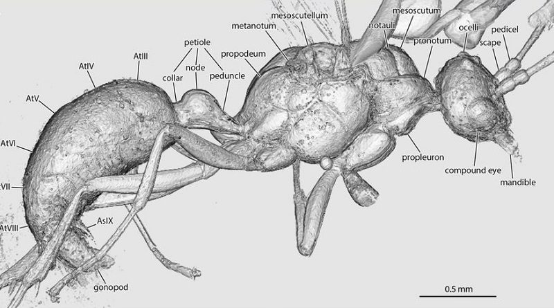 Descubren una especie de hormiga extinta en África