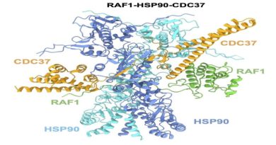 Descubren estructura de una proteína clave para crear fármacos contra el cáncer de pulmón