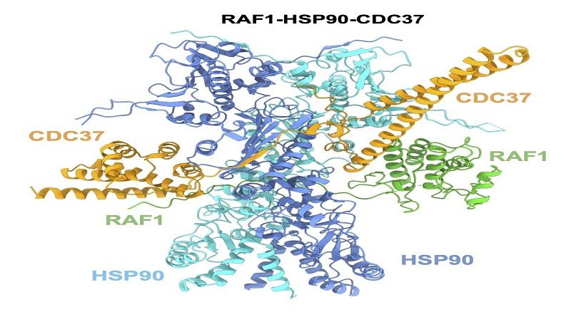 Descubren estructura de una proteína clave para crear fármacos contra el cáncer de pulmón