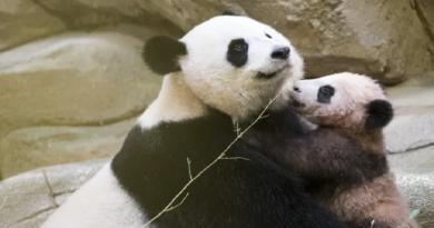 Nace nuevo cachorro de oso panda gigante bajo cría artificial en China