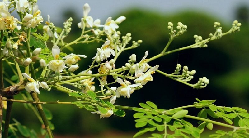 Semilla de moringa elimina del agua bacteria causante de males estomacales