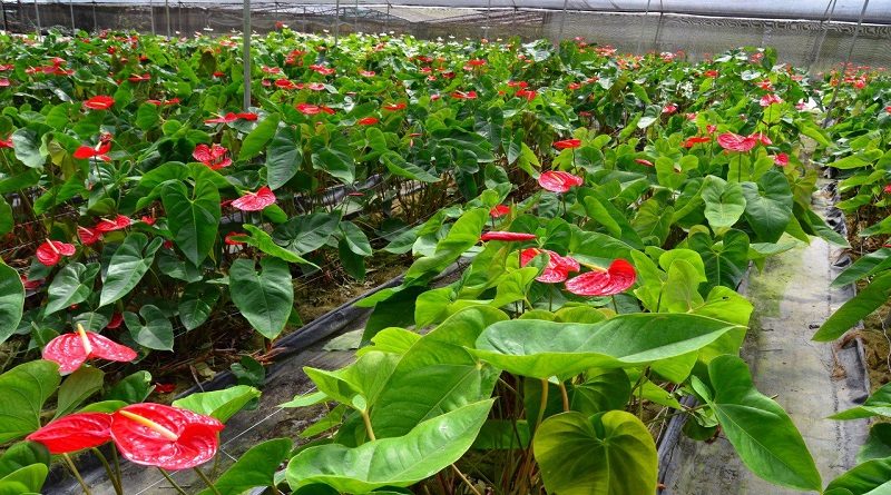 Expoferia Café, Flores y Miel Miranda 2022 mostrará tradición productiva