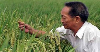 China refleja alto rendimiento de arroz obtenido en tierras de cultivo de demostración