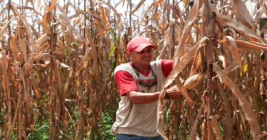 Comuna Socialista El Maizal ha sembrado más de 20 millones de kilos desde 2010