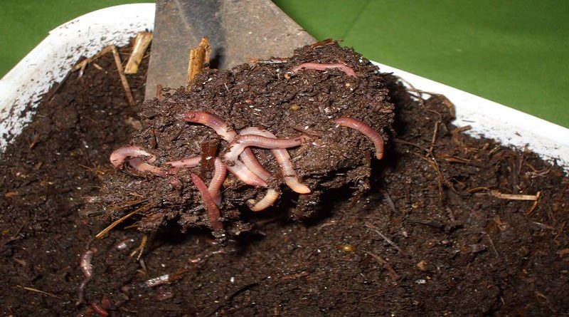 Humus de lombriz mejora la estructura física del suelo